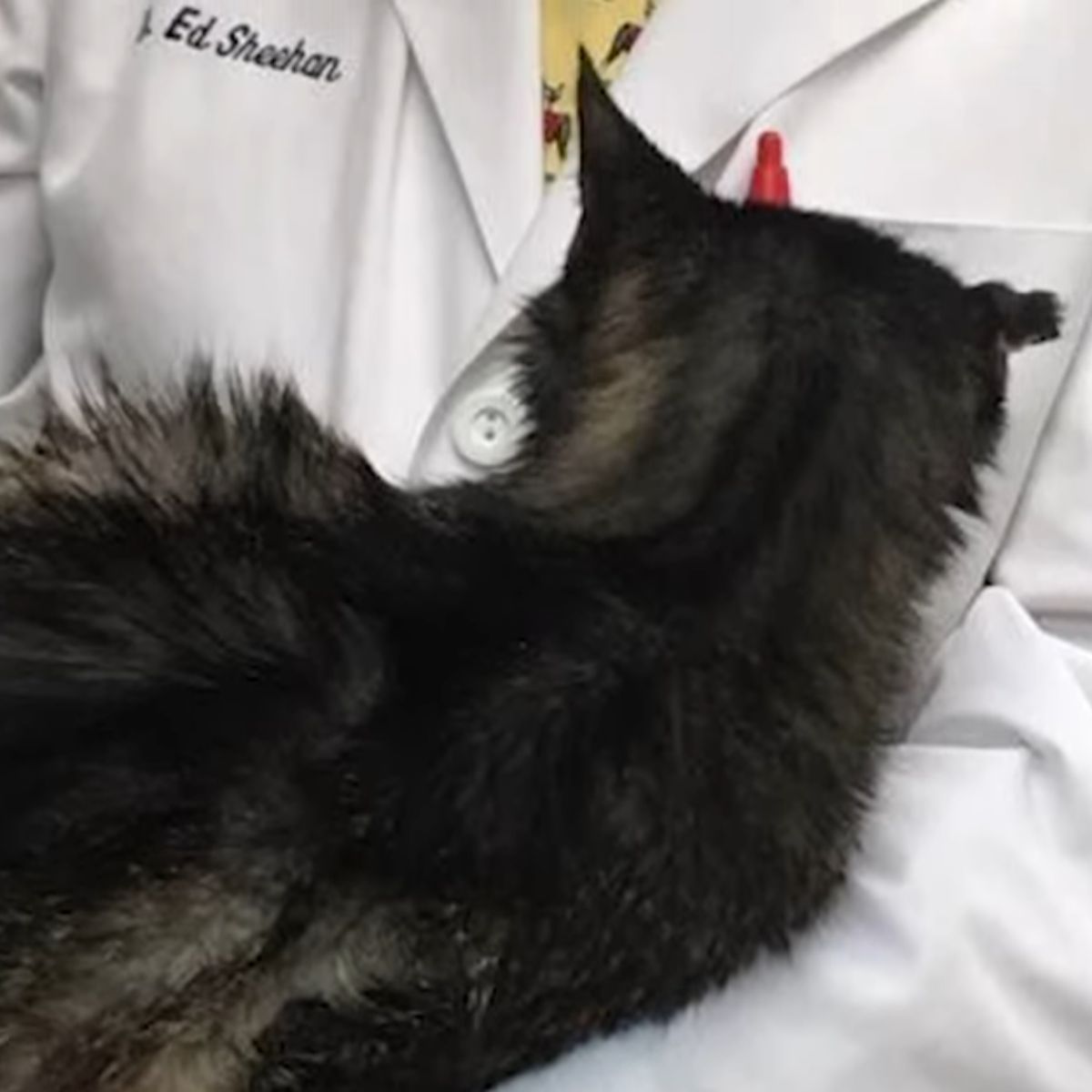 cat and vet