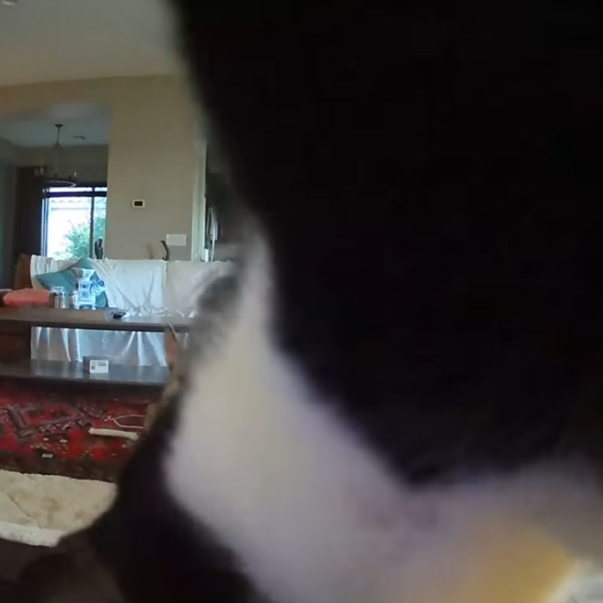 cat blocking camera view