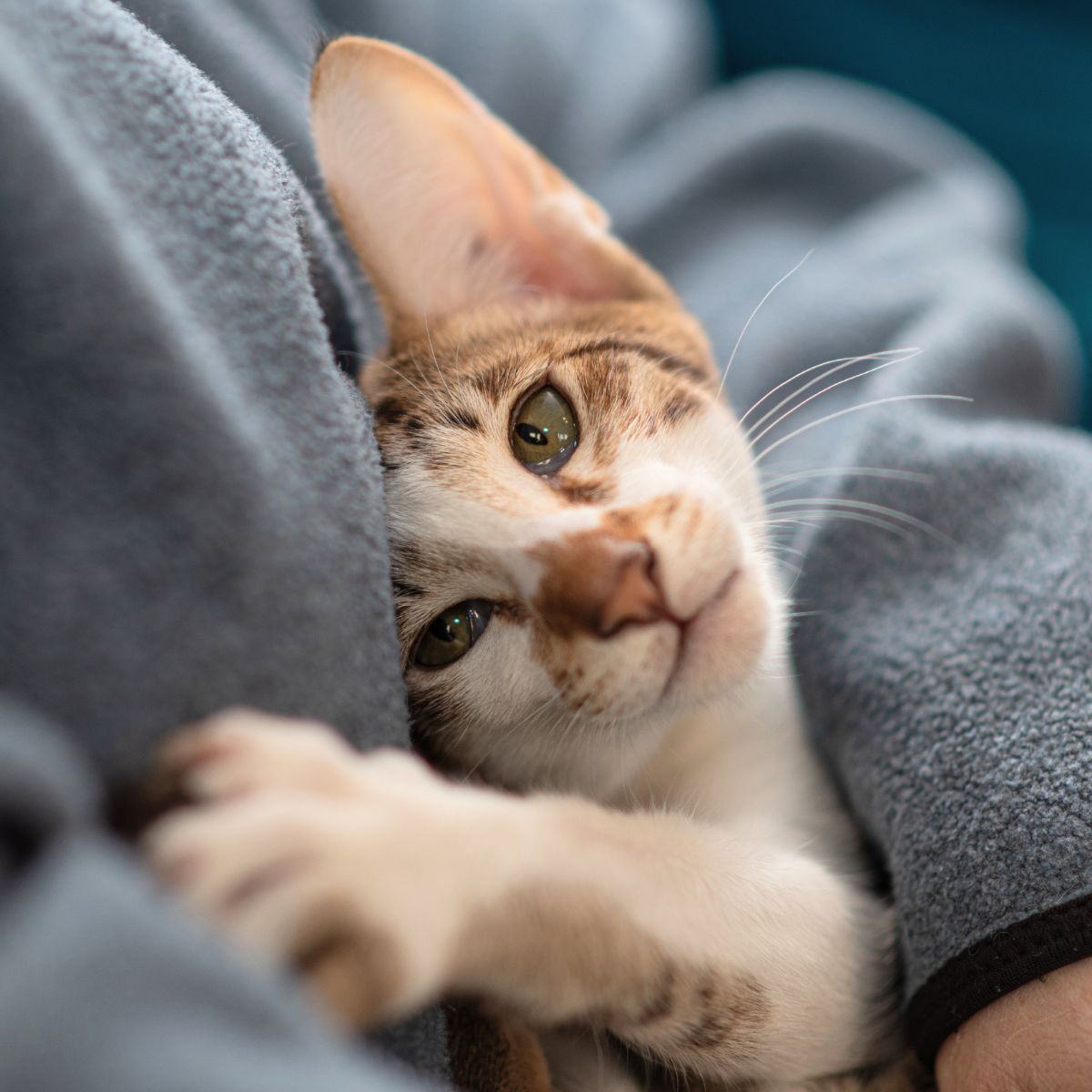 cat covered with a blanket