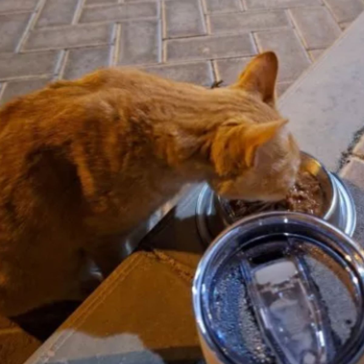 cat eating from bowl