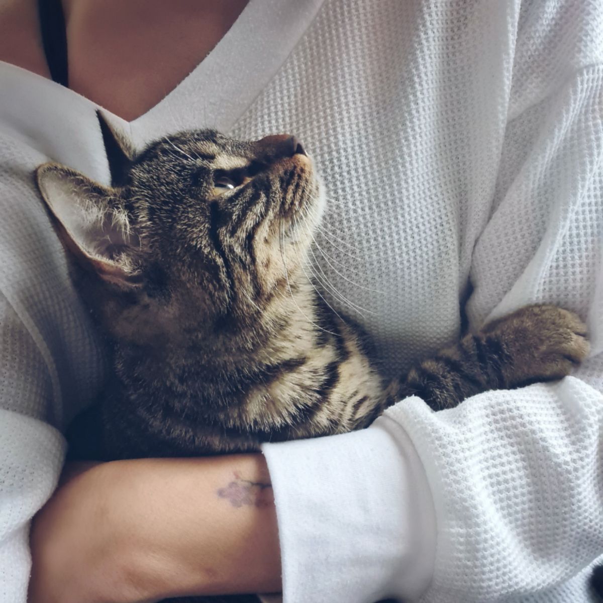 cat held in arms