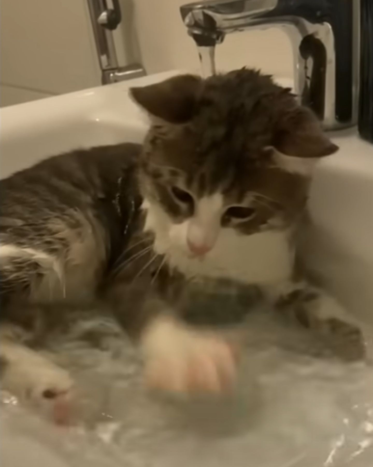 cat in sink