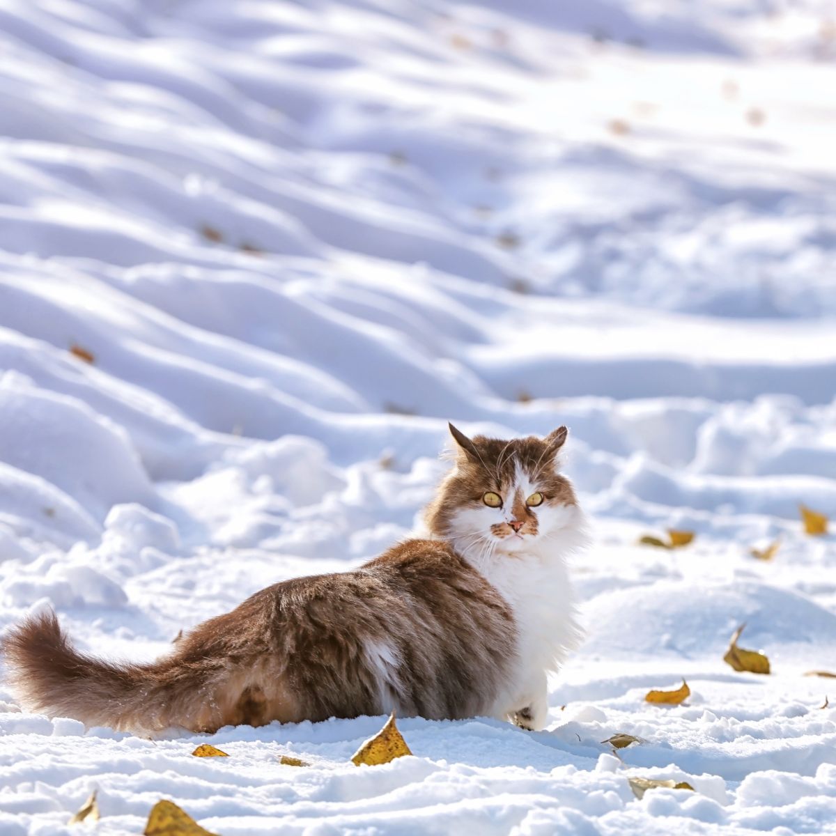 cat in snow