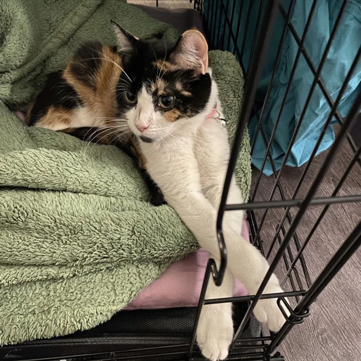 cat laying in a cage