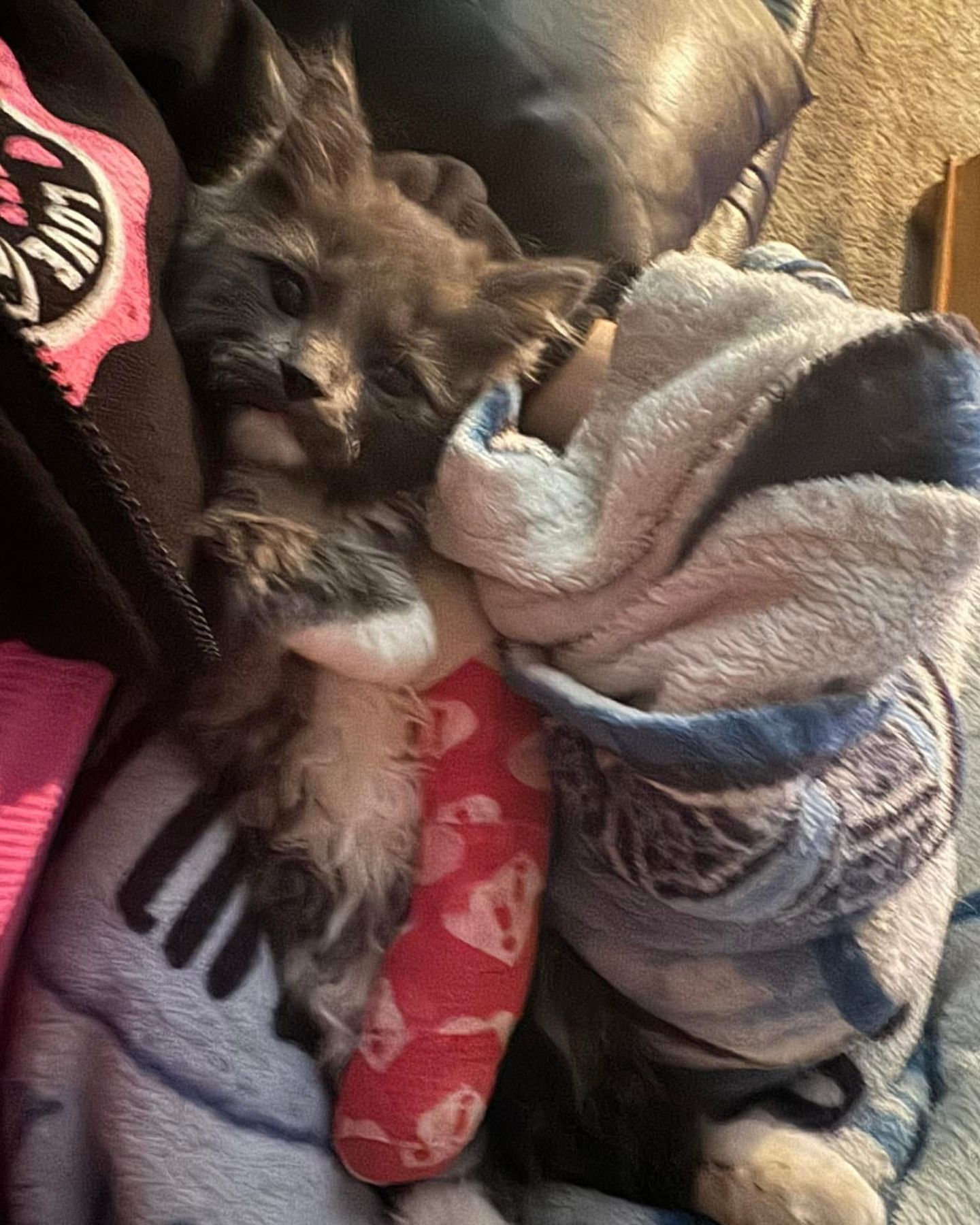 cat laying in blankets