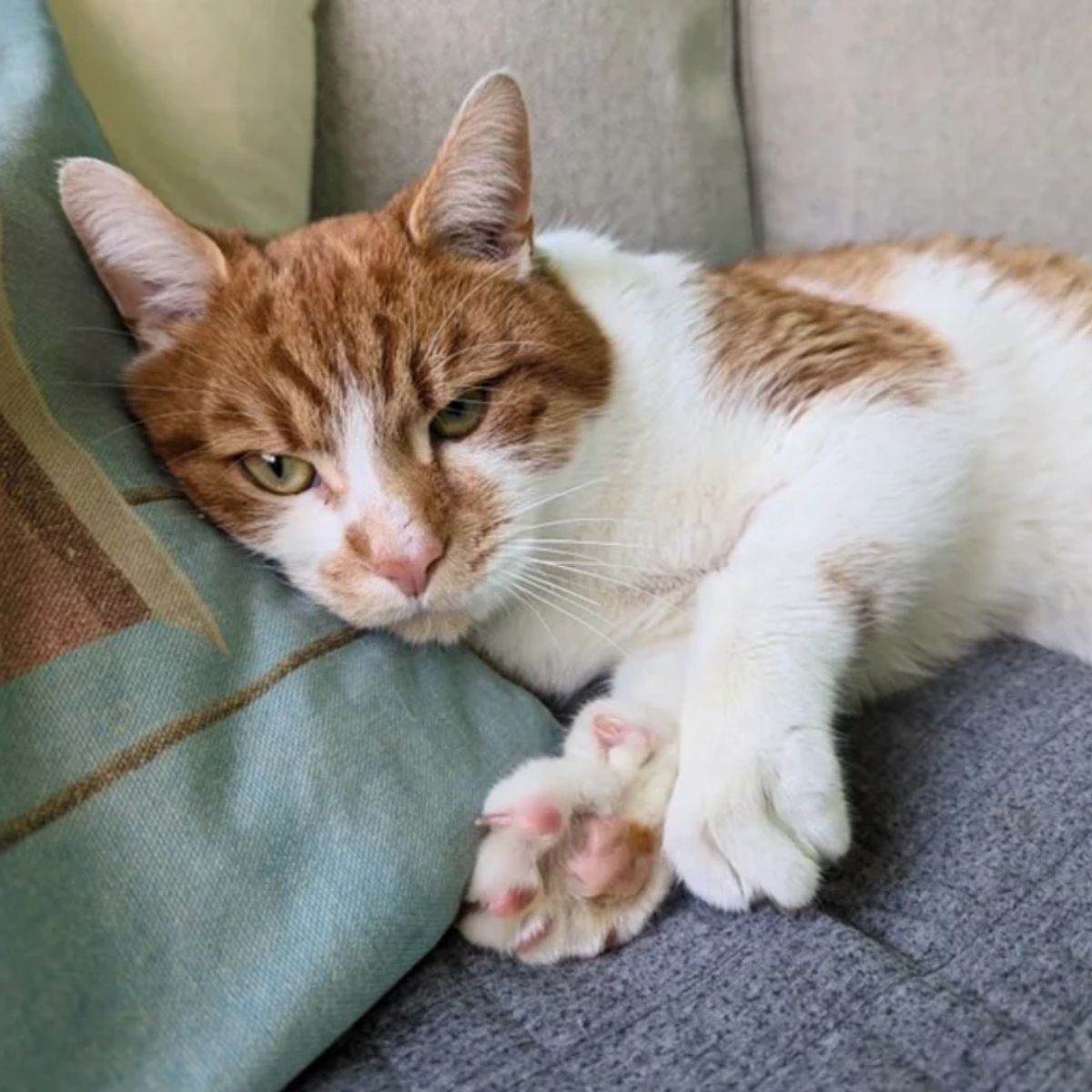 cat laying on a pillow