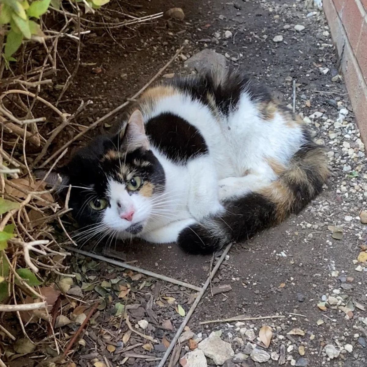 cat laying outside