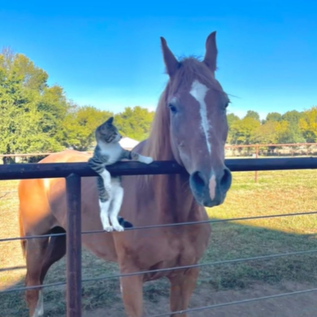 cat leaning on the fence looking at the horse