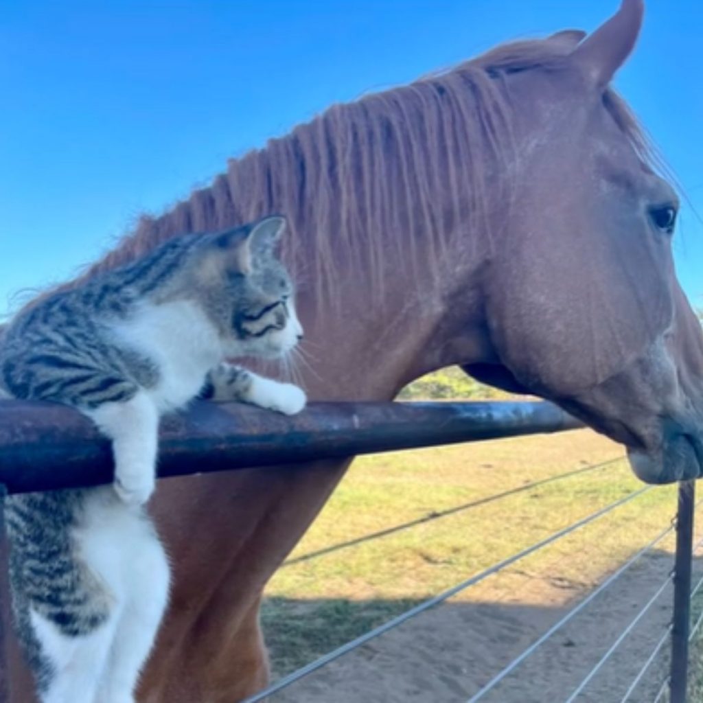 cat leaning on the fence next to the horse