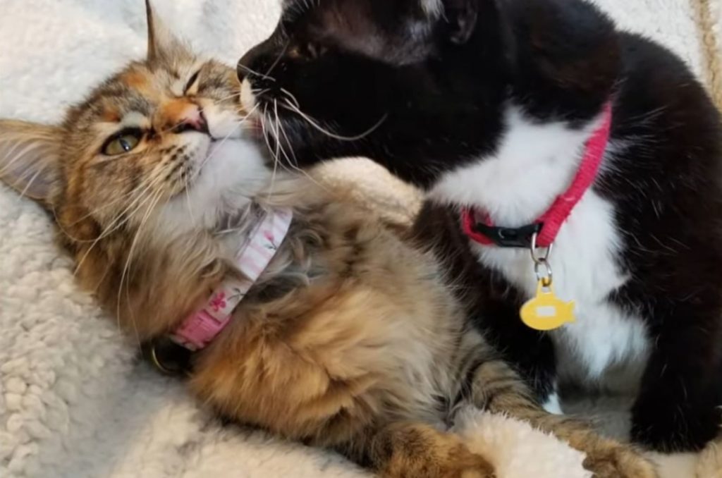 cat licks kitten's face