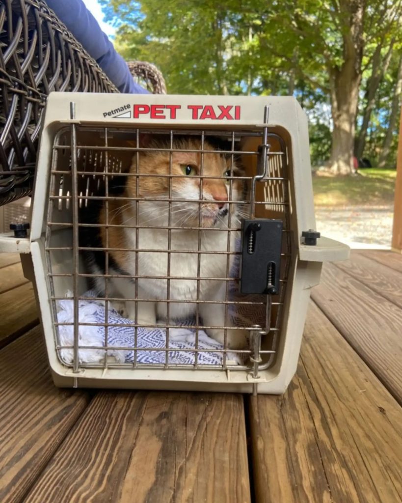 cat locked in a cage