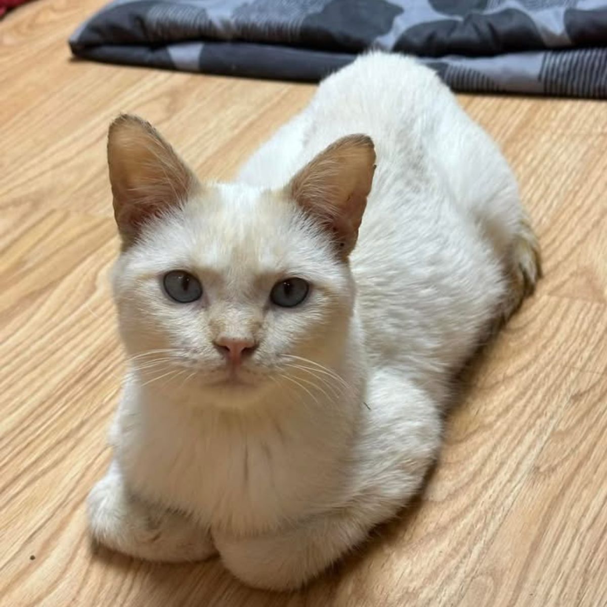 cat lying indoors