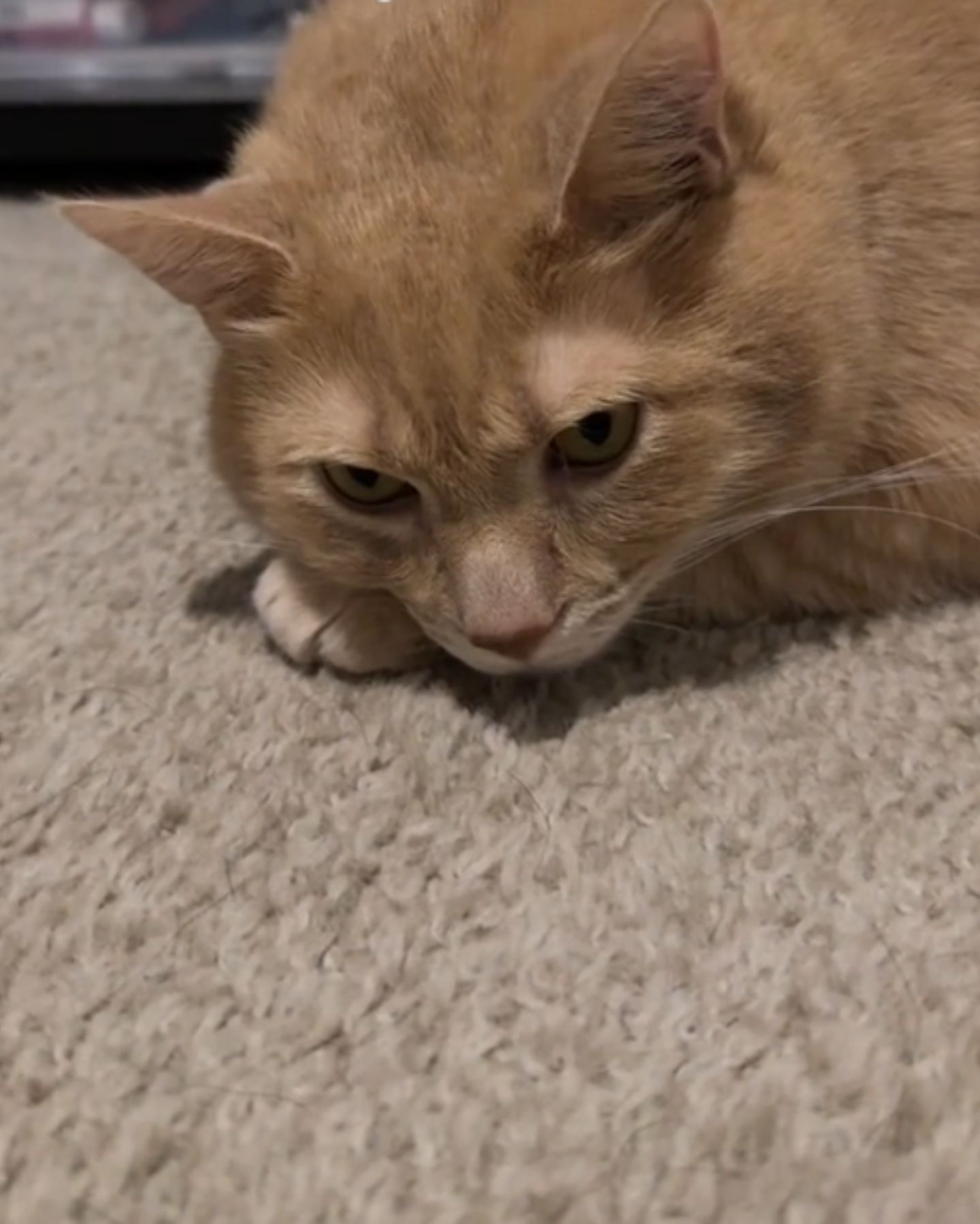 cat lying on floor