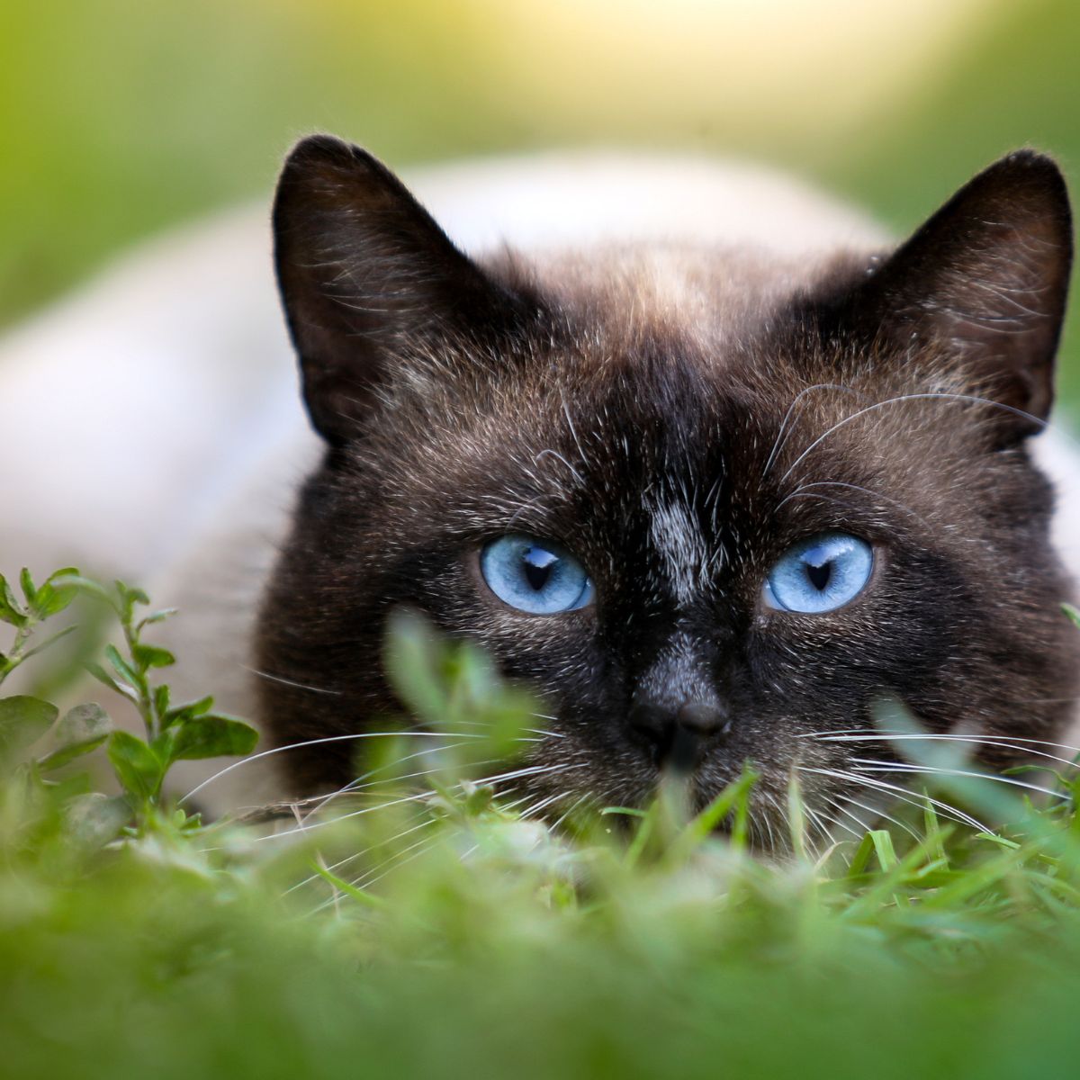 cat lying on grass