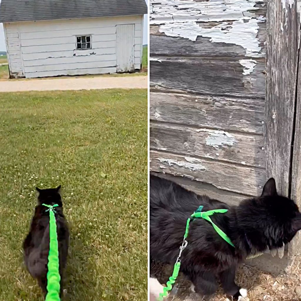 cat on a green leash