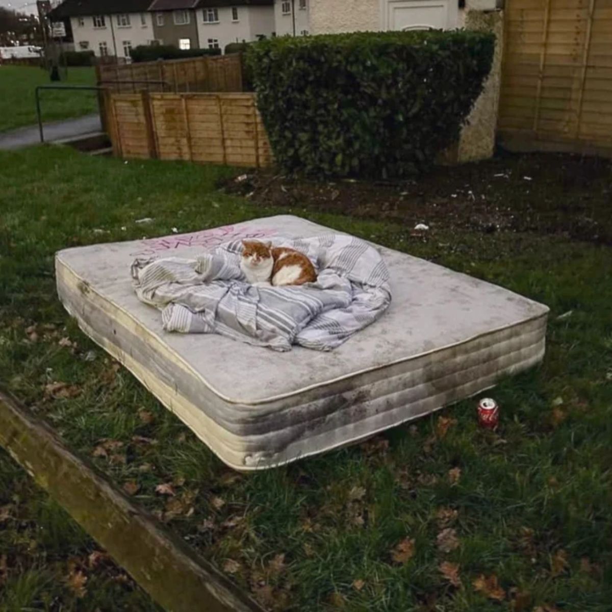 cat on a mattress