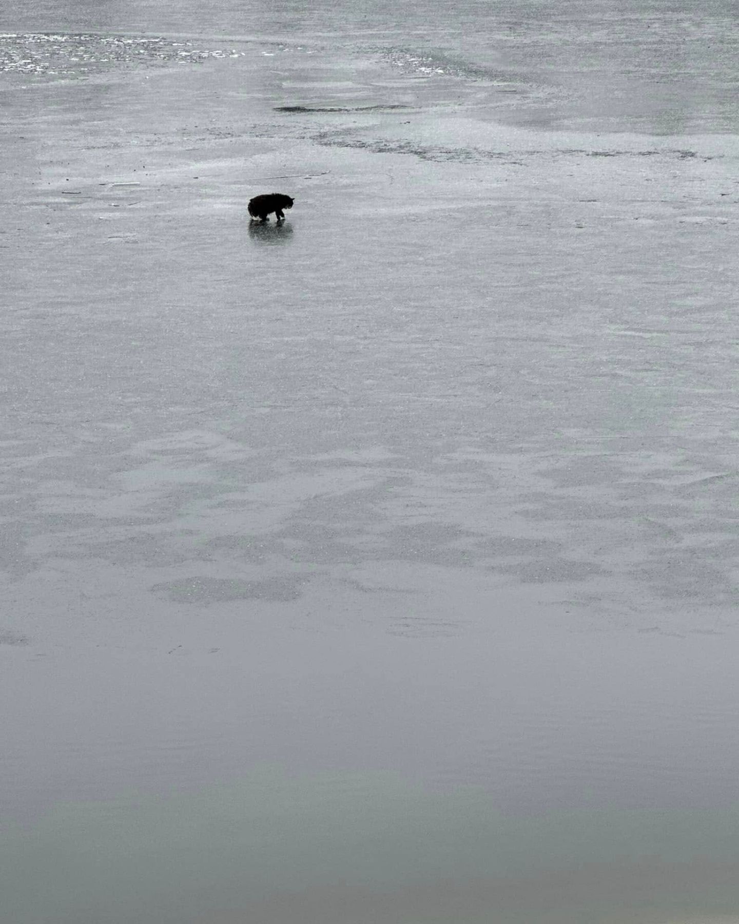 cat on icy lake