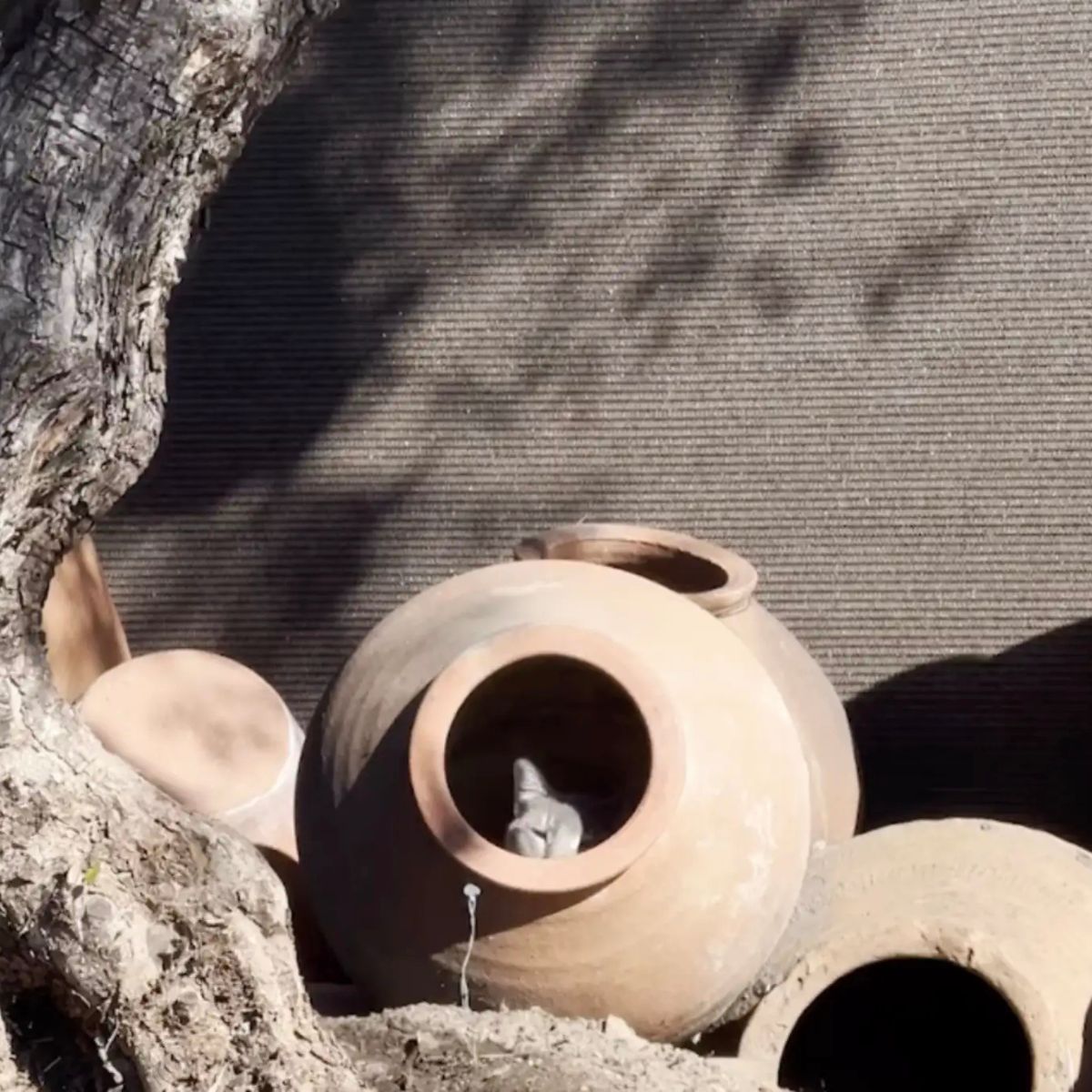 cat peeking from a clay pot