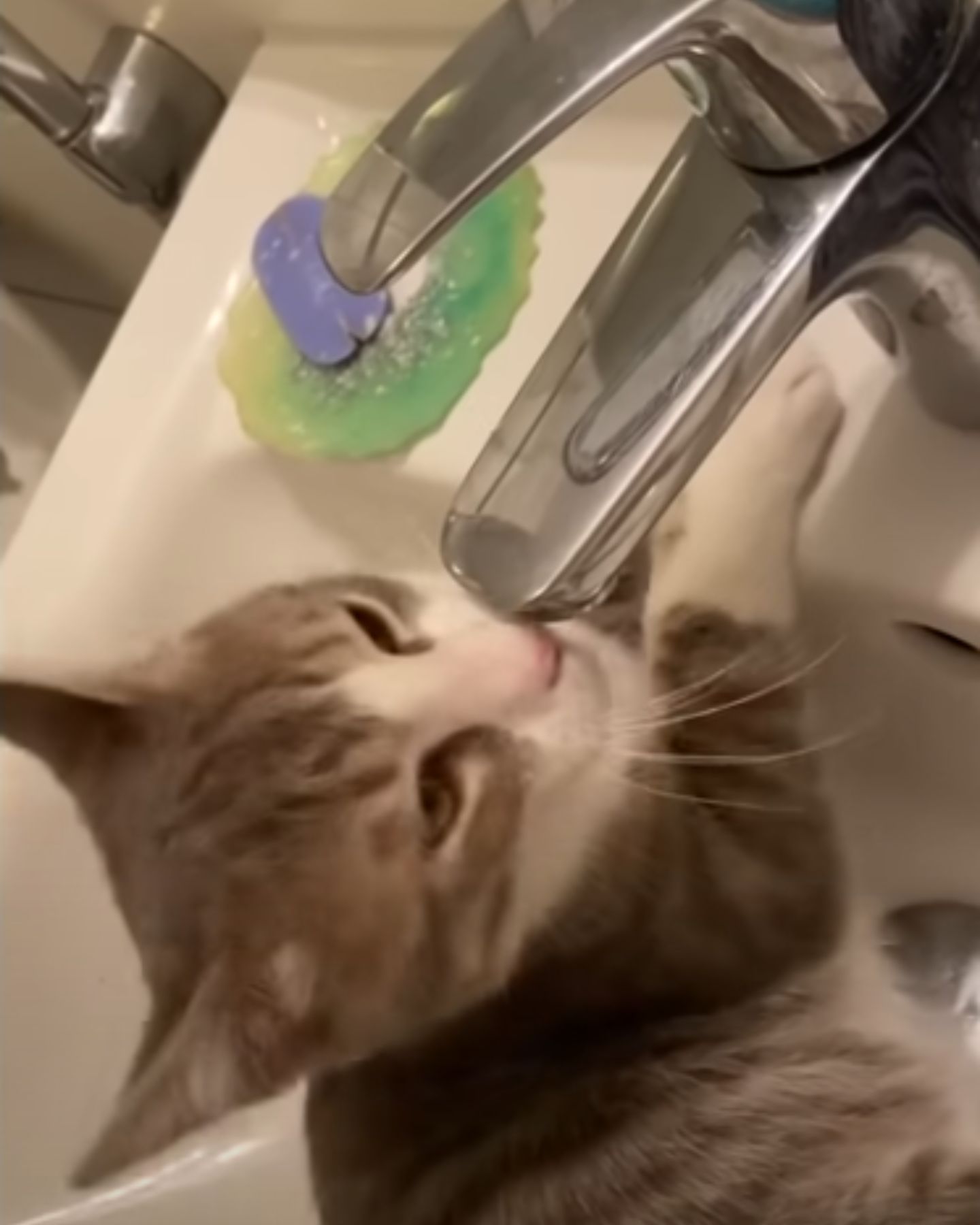 cat playing with sink