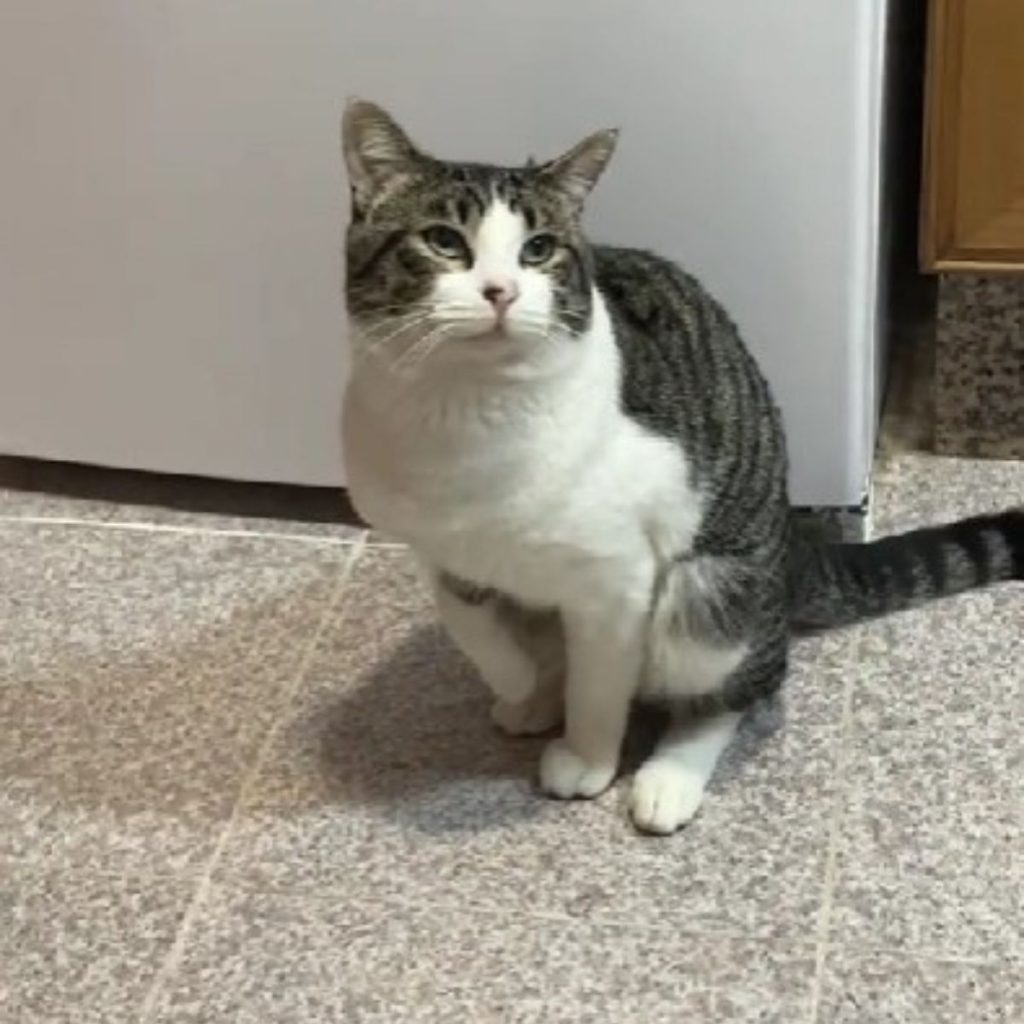 cat sits with front paws raised