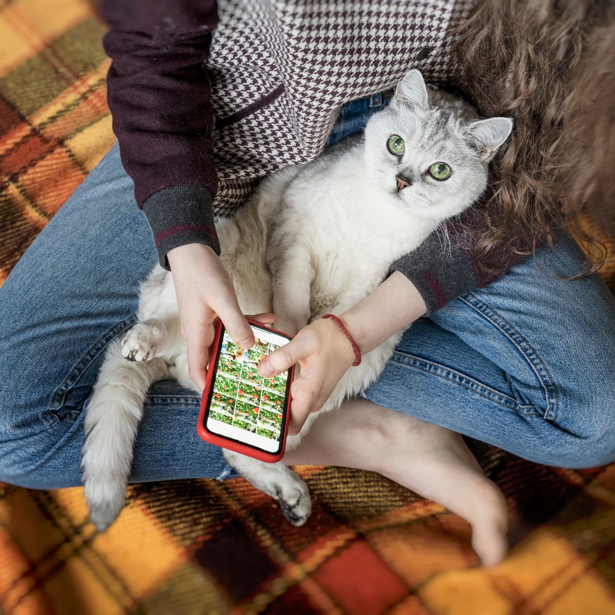 cat sitting in woman's lap