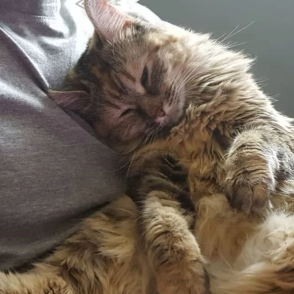 cat sitting leaning on woman's chest