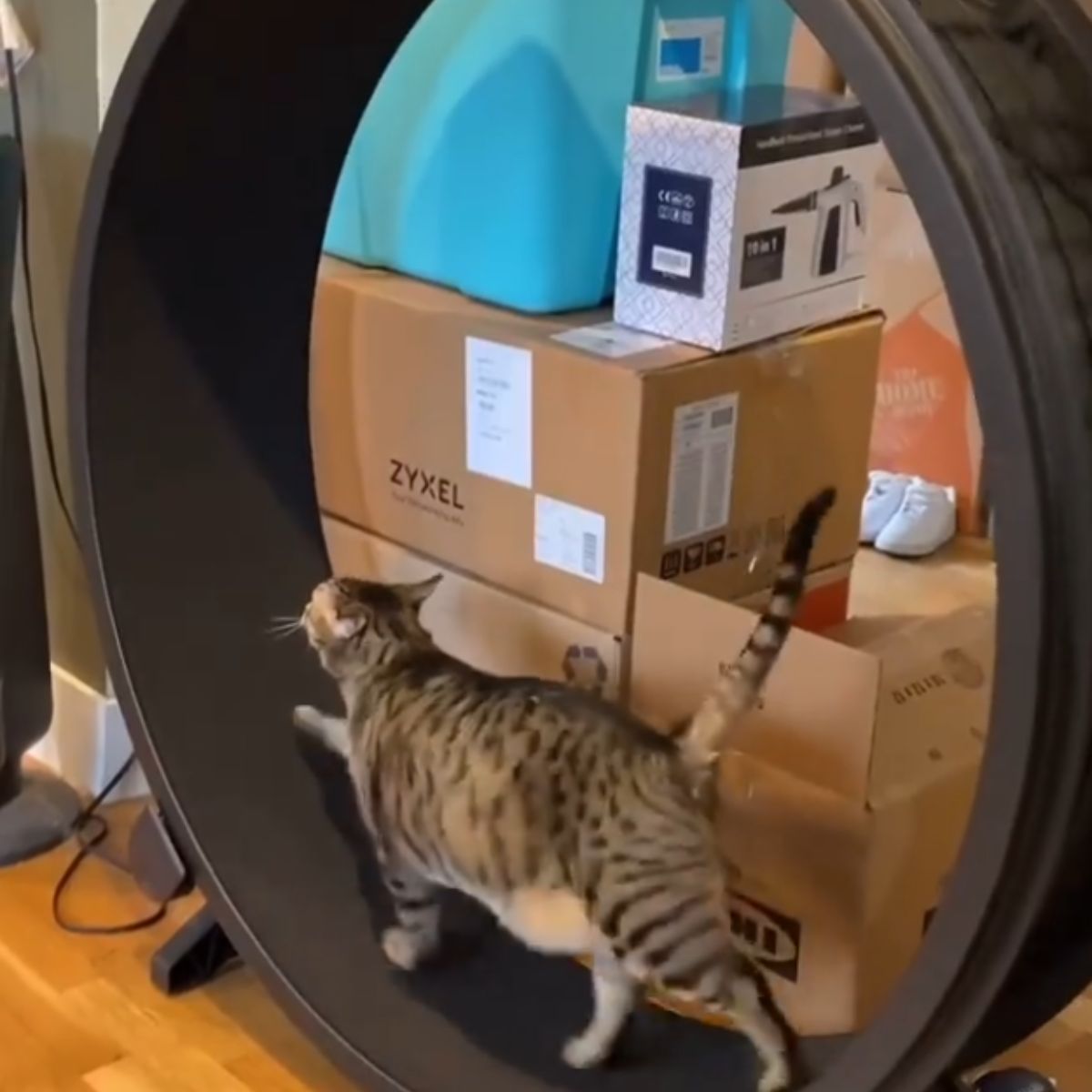 cat walking on a wheel