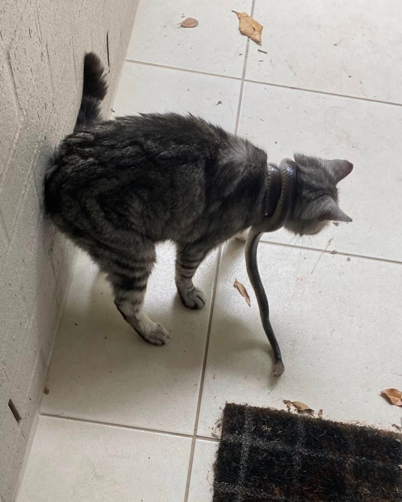 cat with a snake around its neck