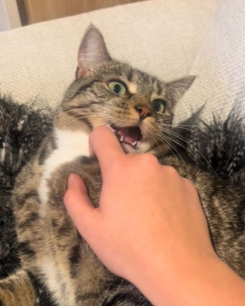 cat with open mouth walks towards owner