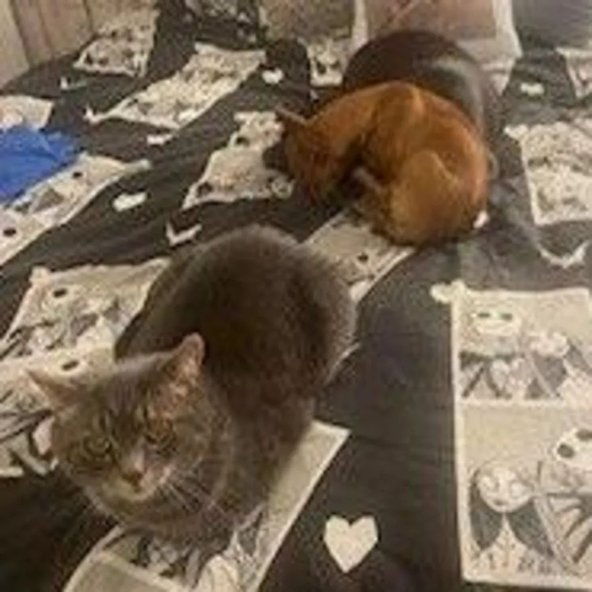 cats laying on a bed