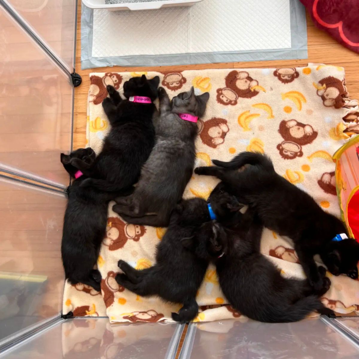 cats lying on blanket