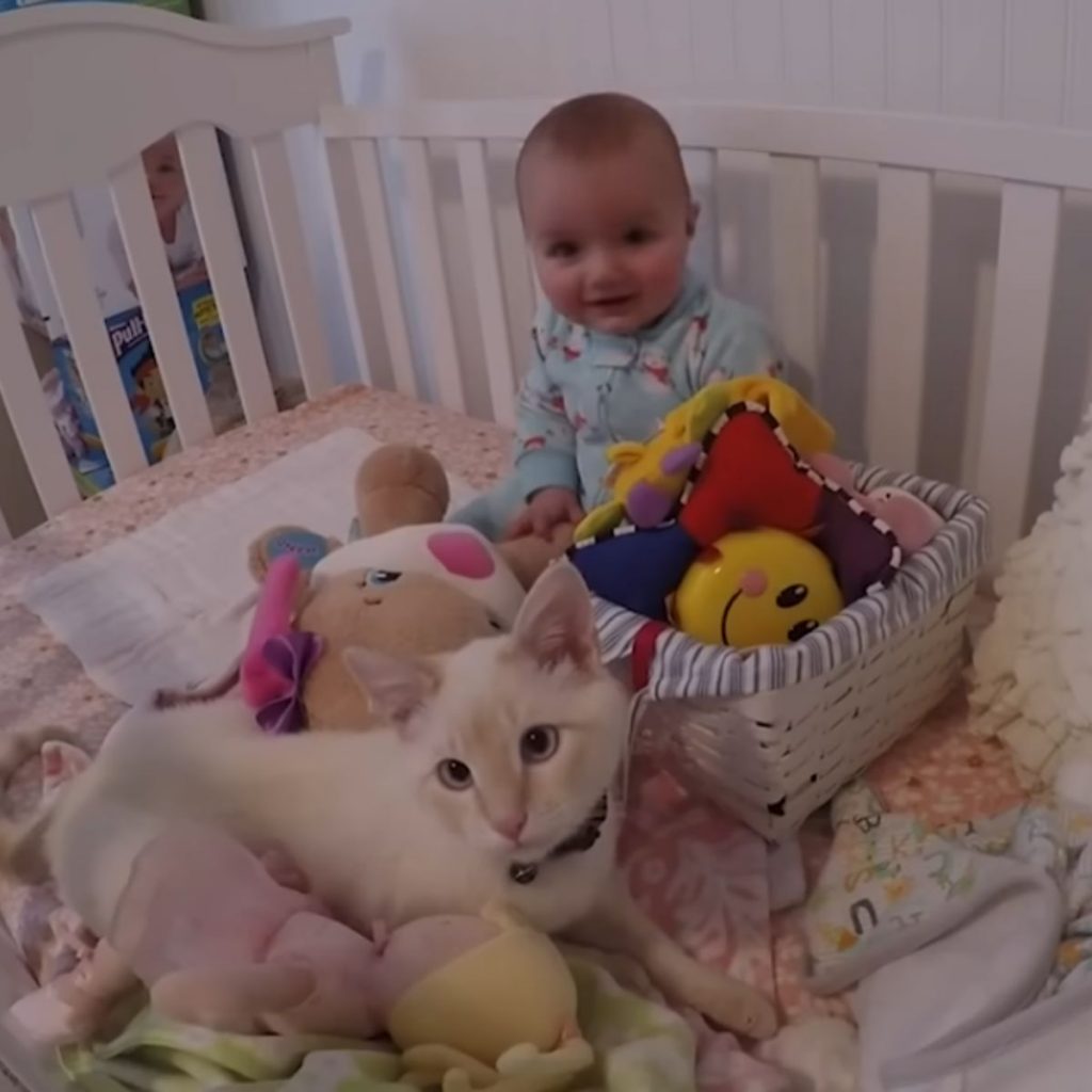 child with a cat in the crib