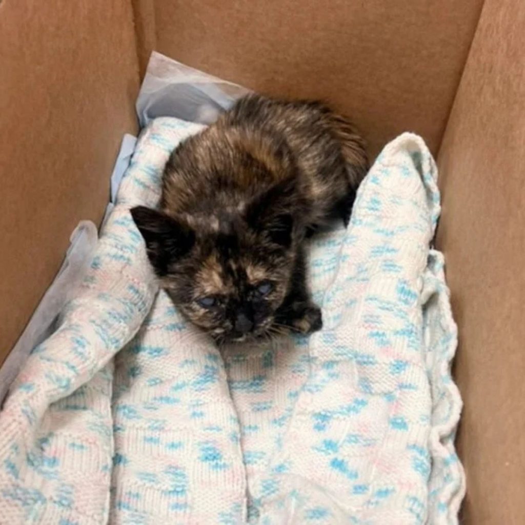 colorful kitten in a box