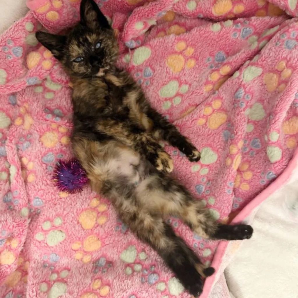 colorful kitten lies on a pink blanket