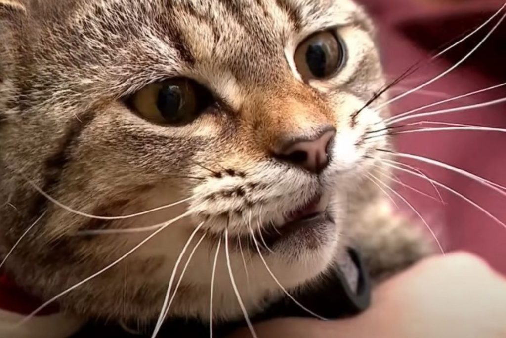 colorful kitten with big eyes