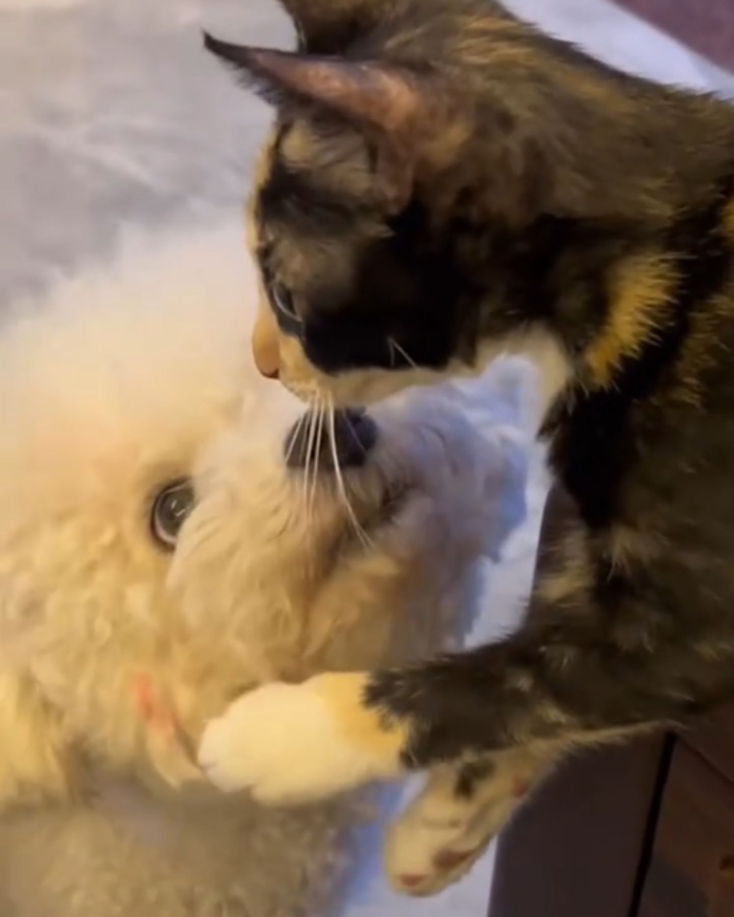 dog kissing a cat