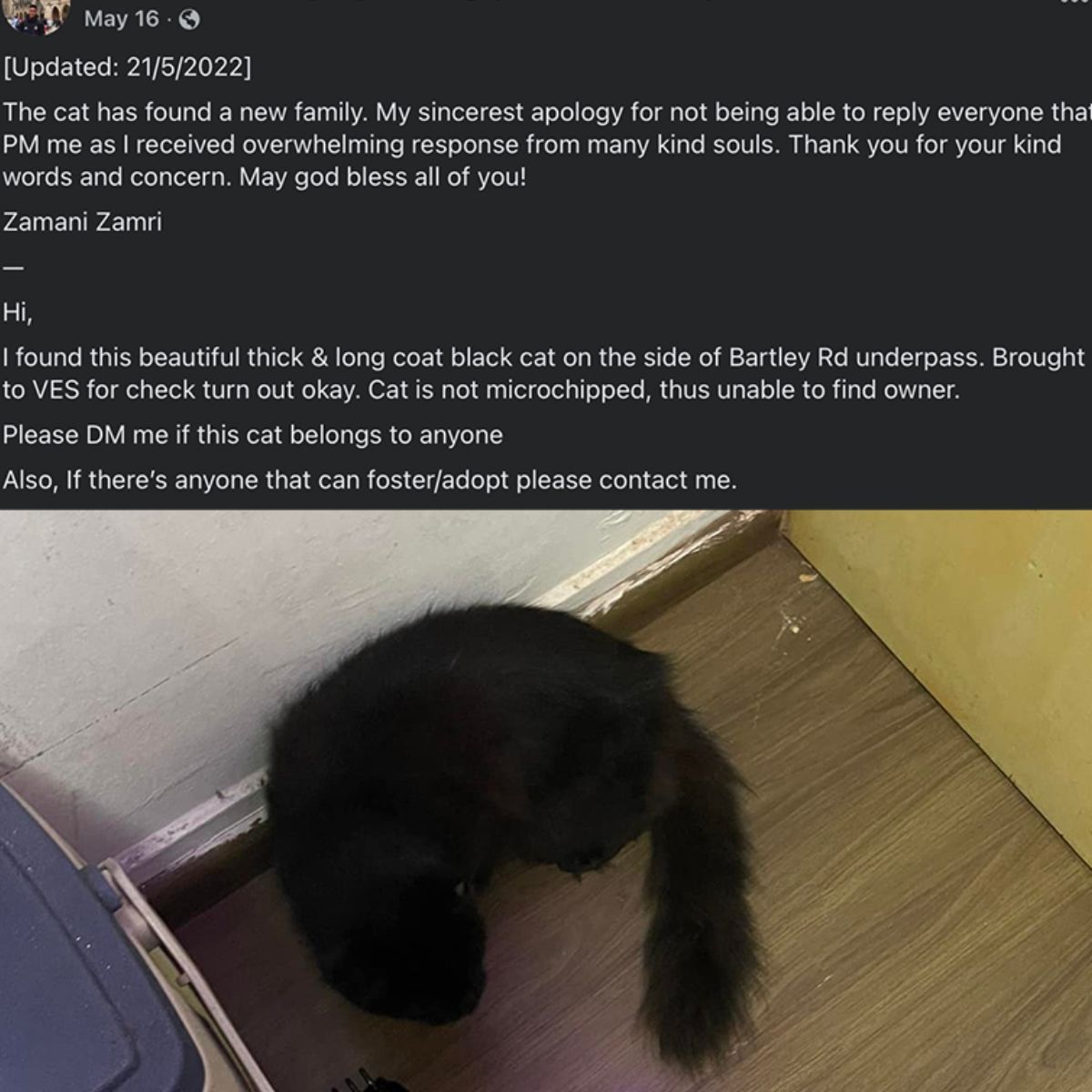 facebook post about black cat