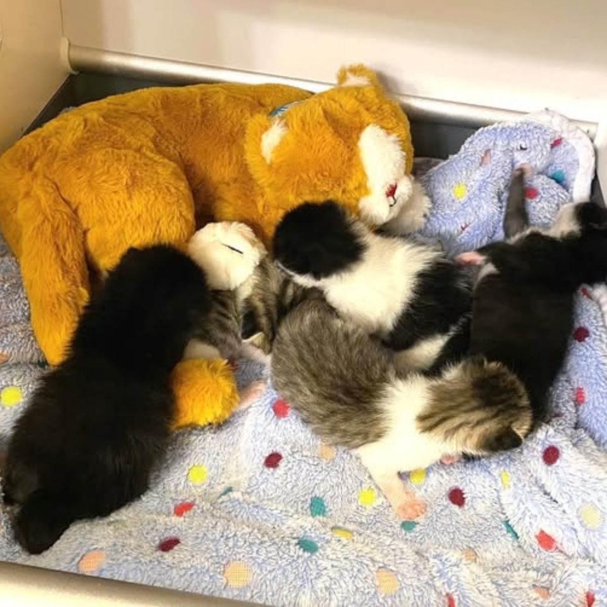 five kittens