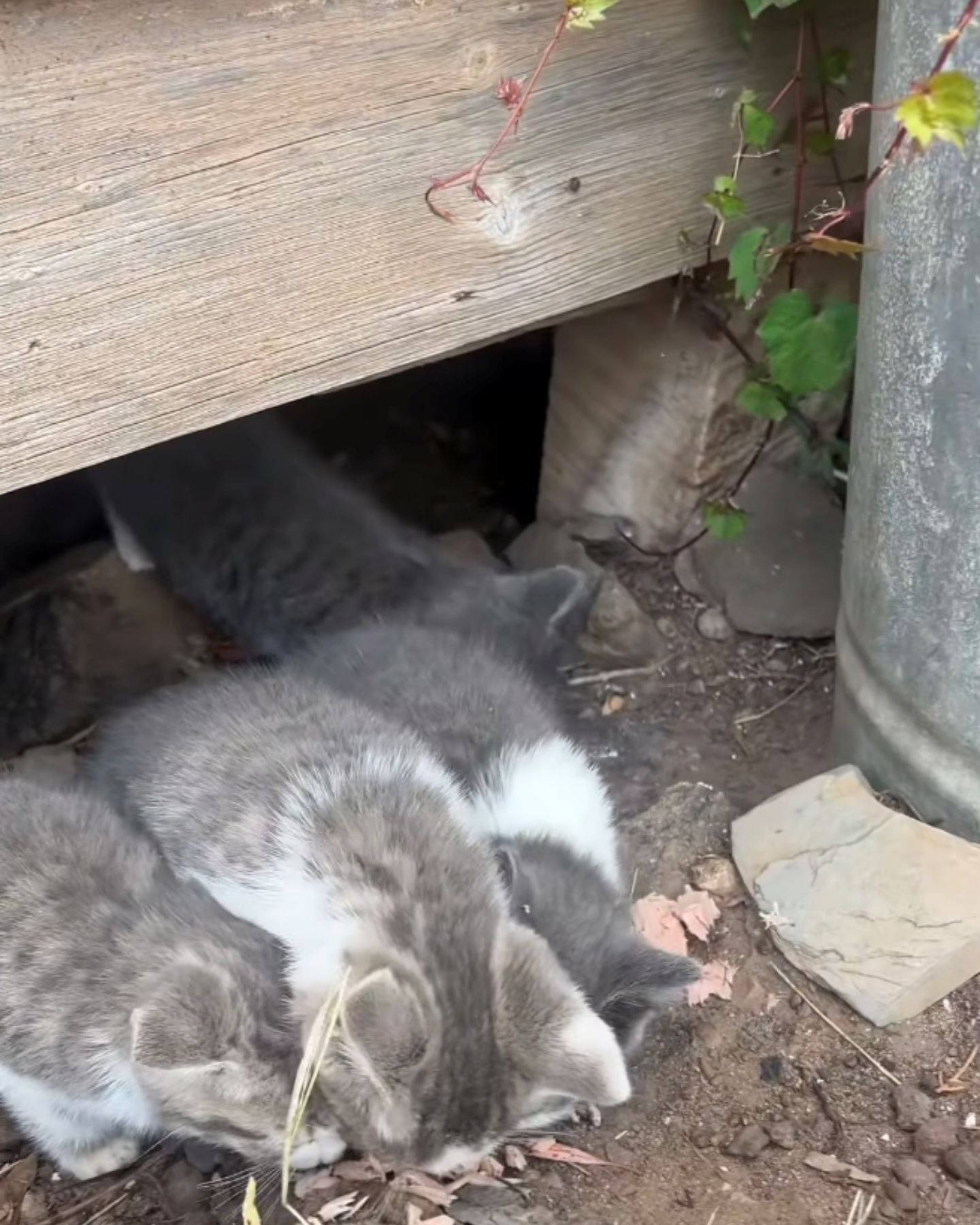 four cute kittens