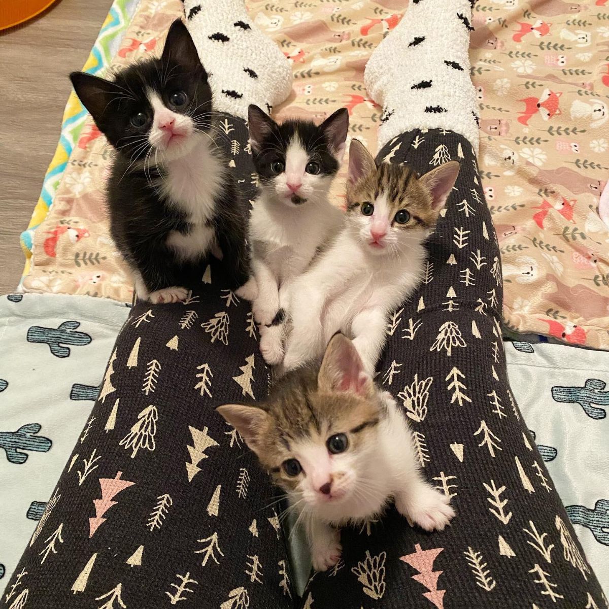 four kittens looking at the camera