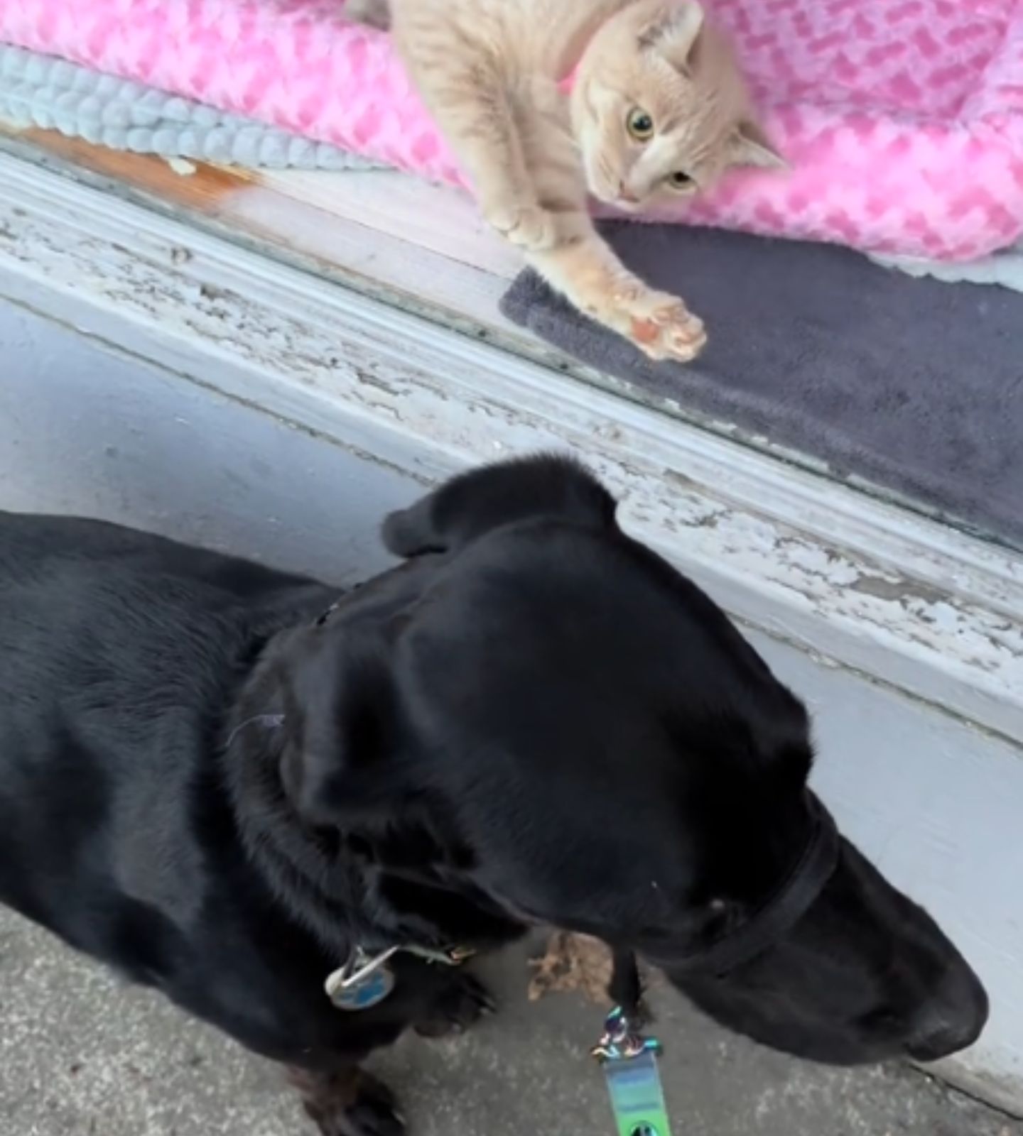 ginger cat and dog