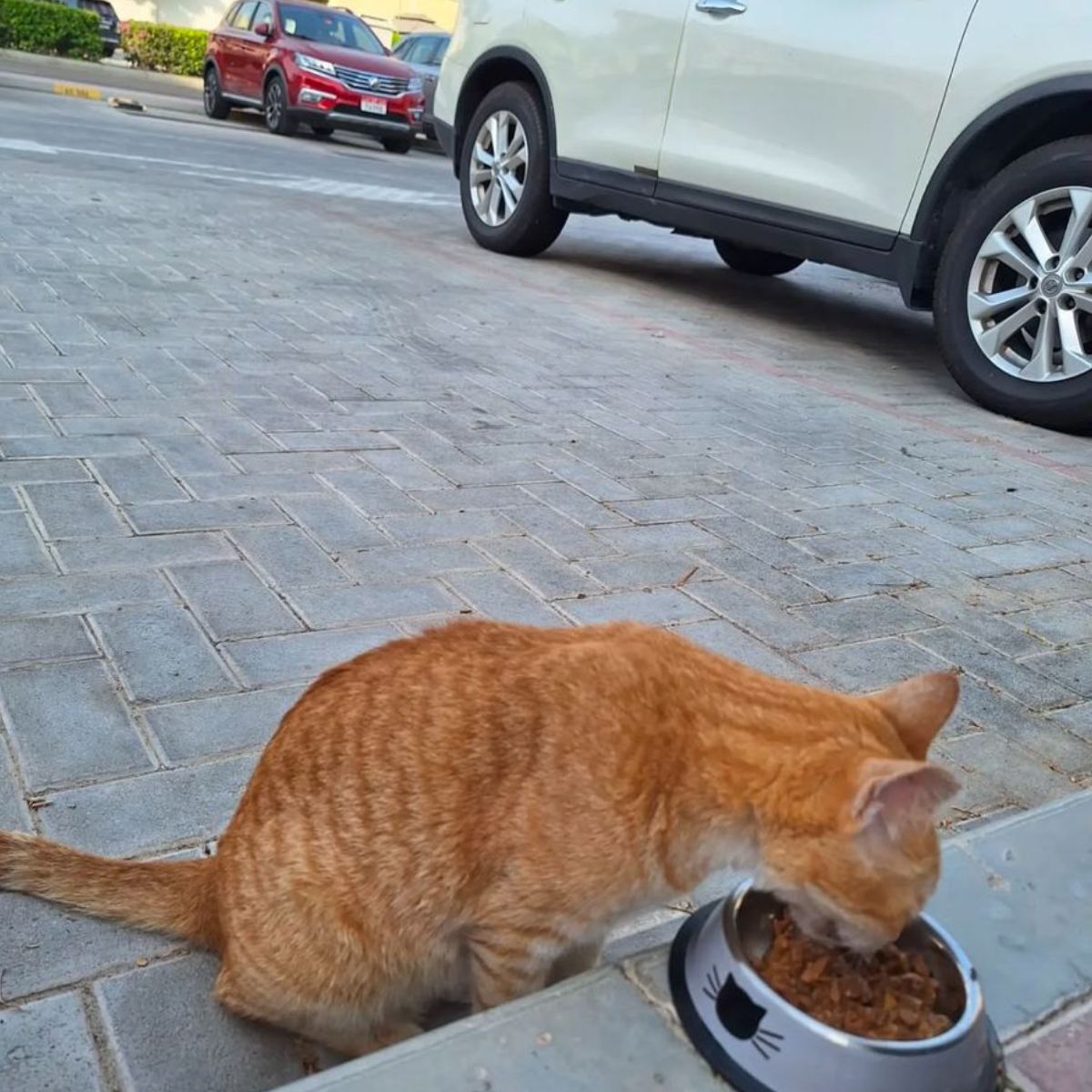 ginger cat eats