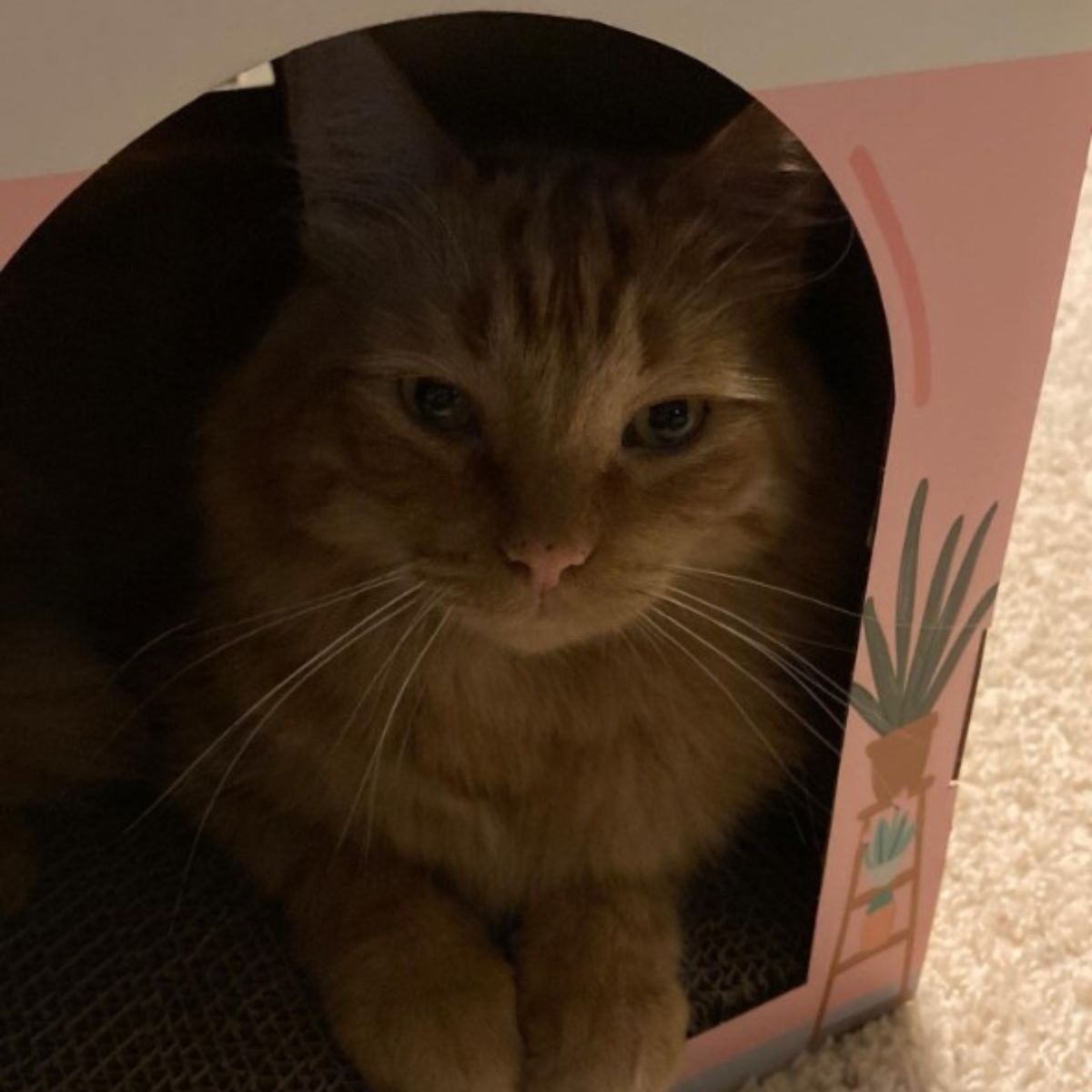 ginger cat in a cardboard house