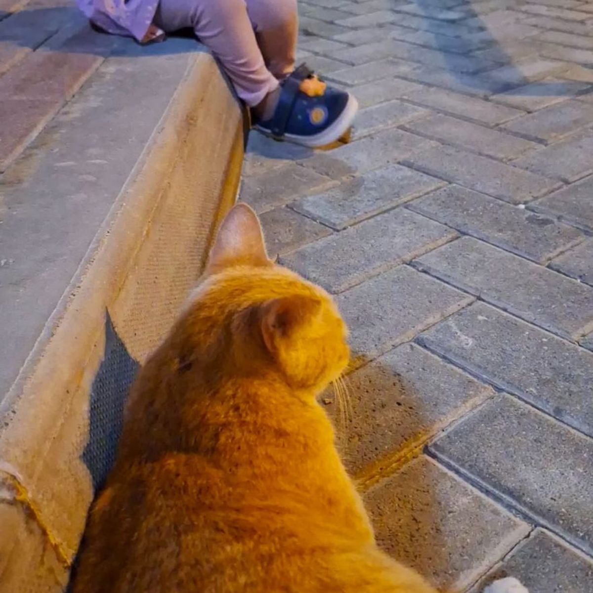 ginger cat lying outdoor