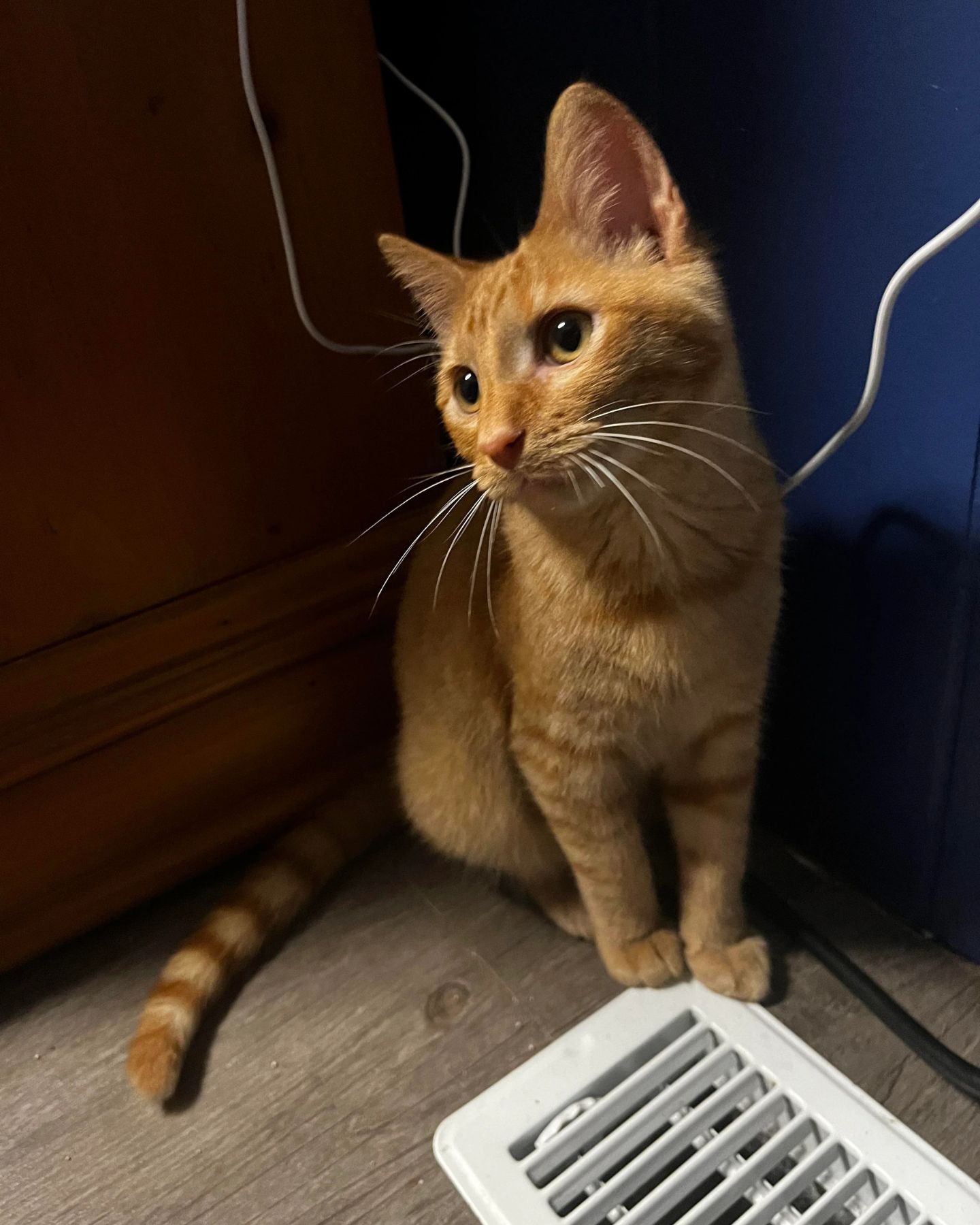 ginger cat sitting down