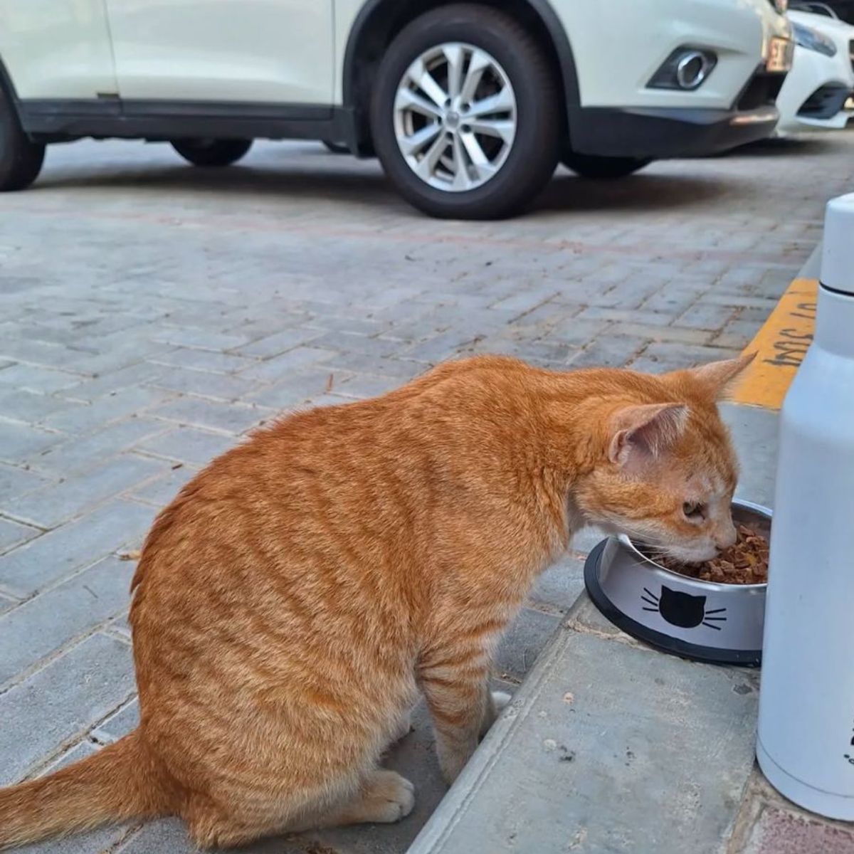 ginger cat with food bowl