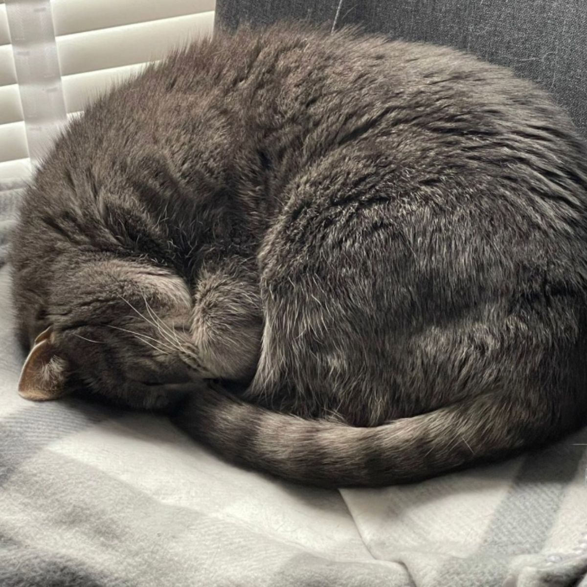 gray cat sleeping