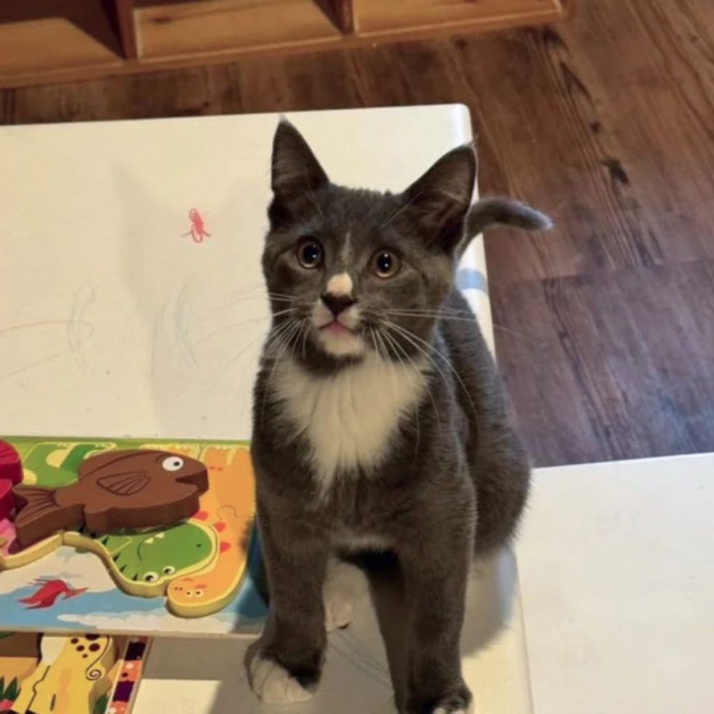 gray kitten sitting on a white table