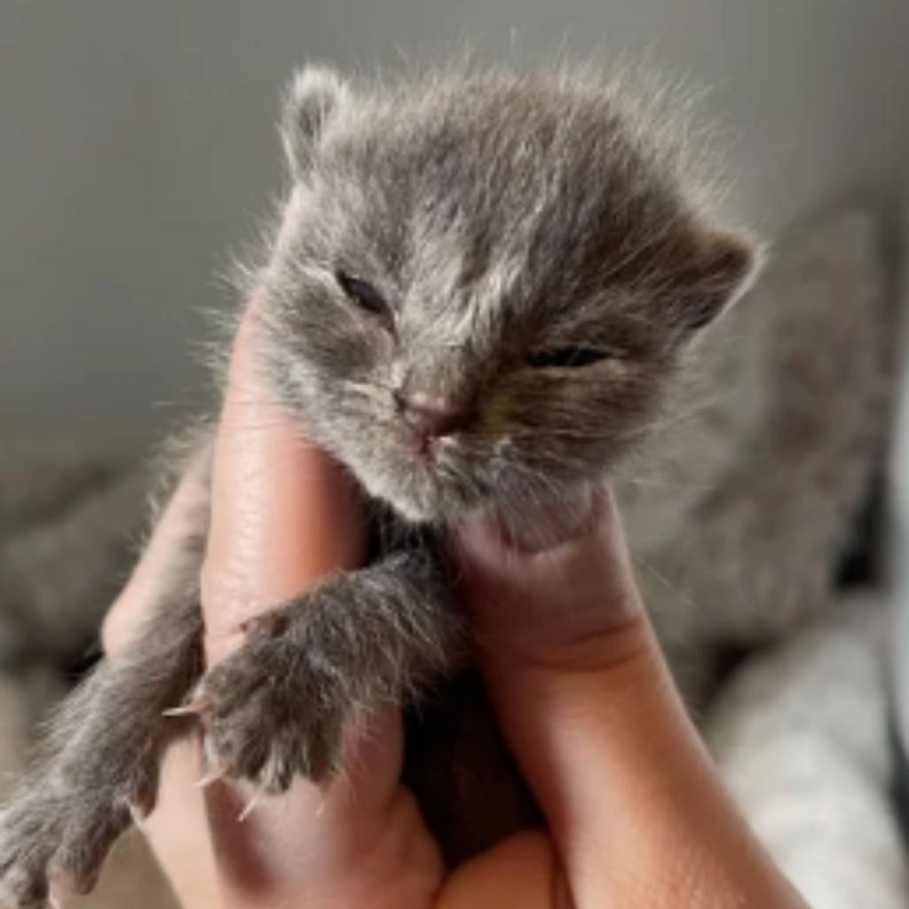 gray kitten with closed eyes