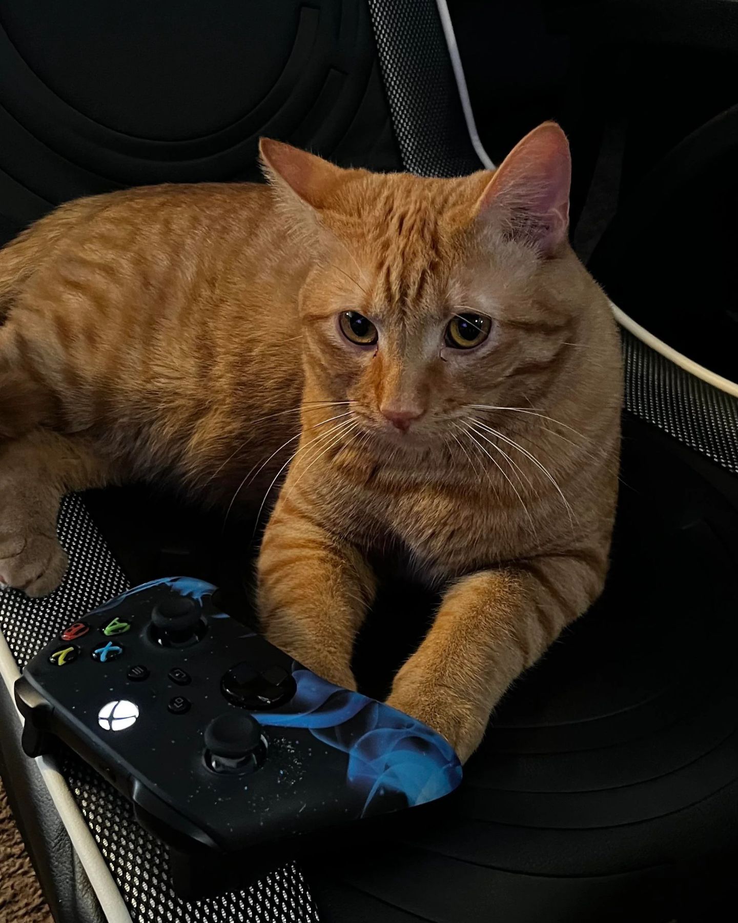 joystick and cat